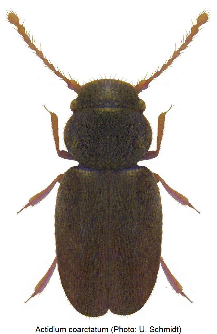 actidium_coarctatum_hab.jpg