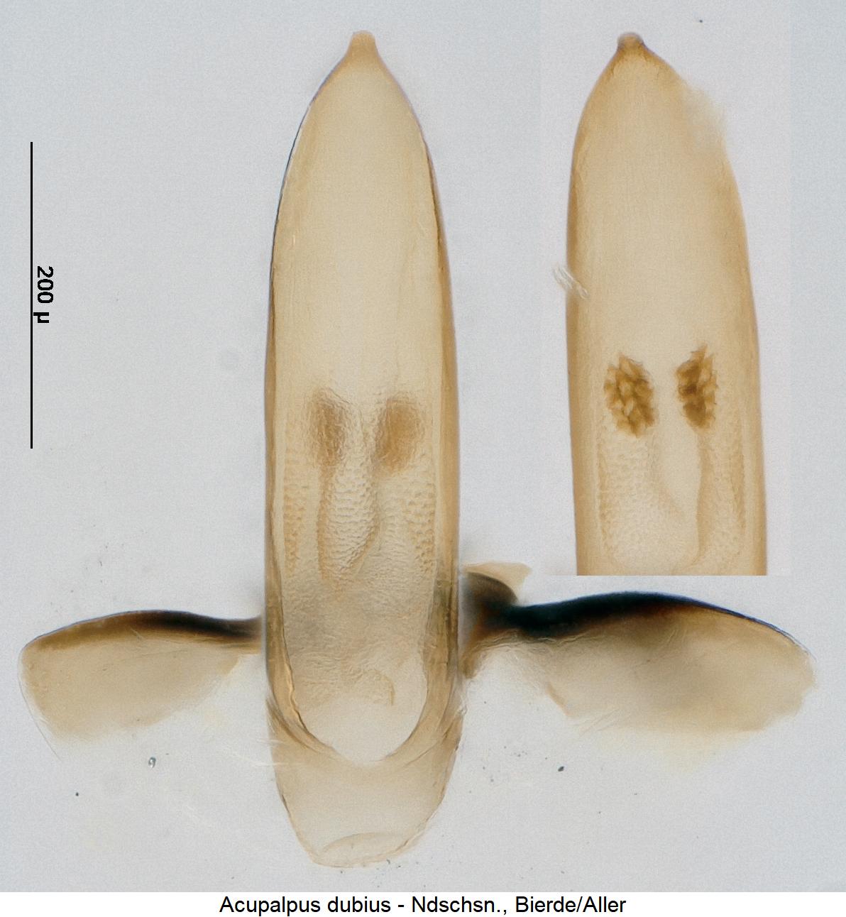 acupalpus_dubius1.jpg