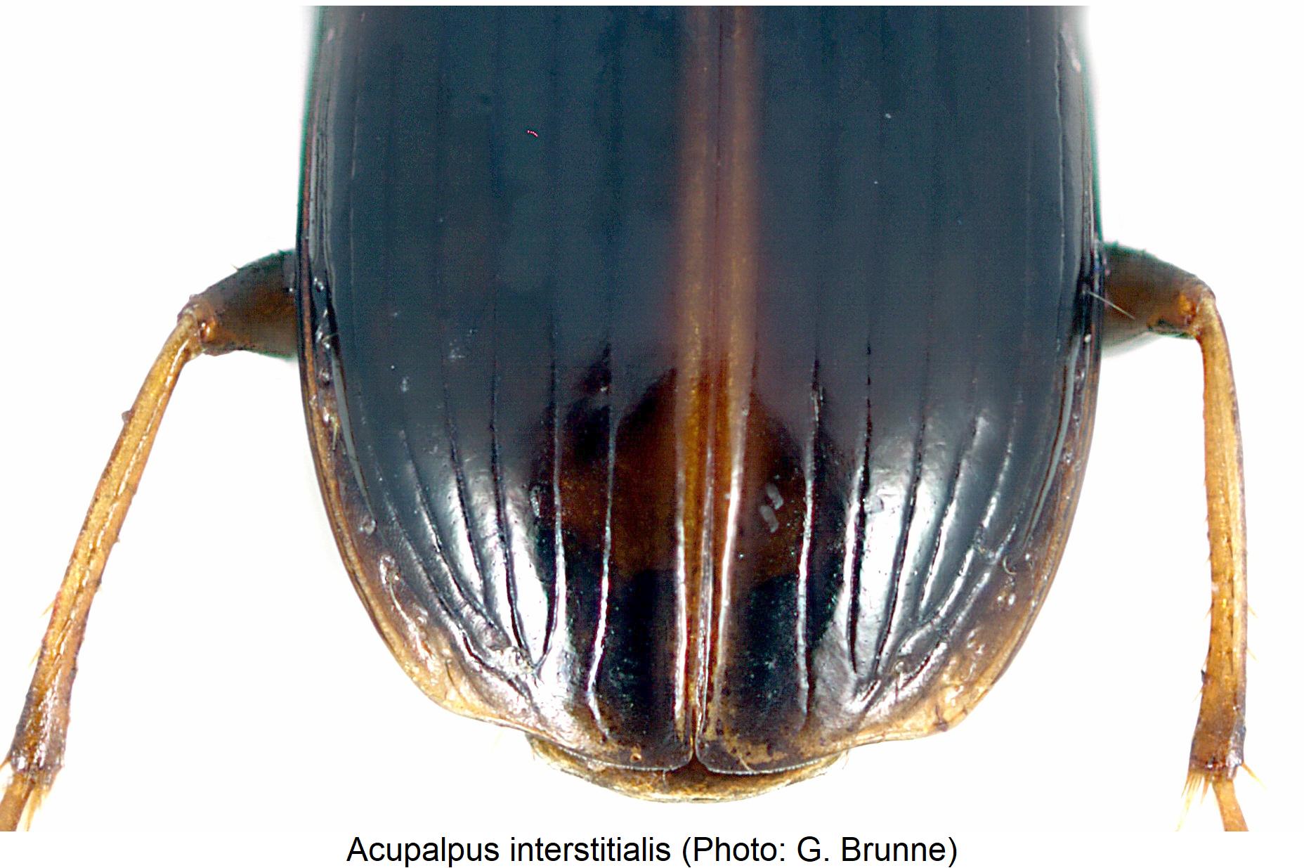 acupalpus_interstitialis_2.jpg