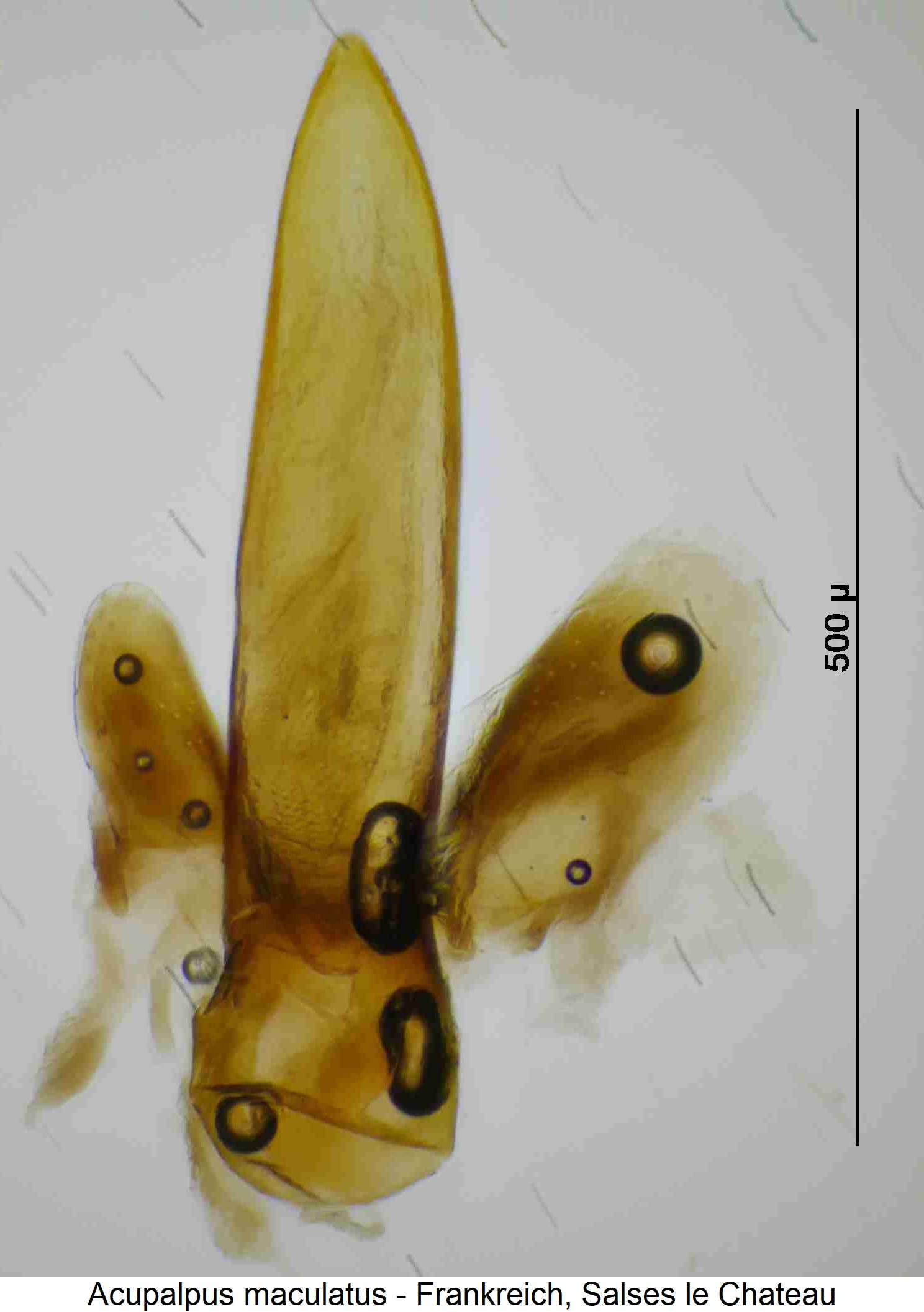acupalpus_maculatus.jpg