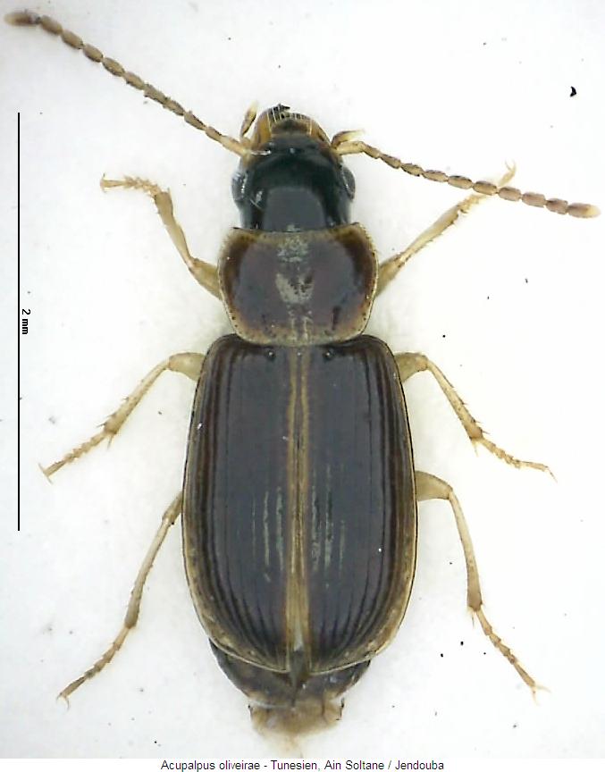 acupalpus_oliveirae_hab.jpg