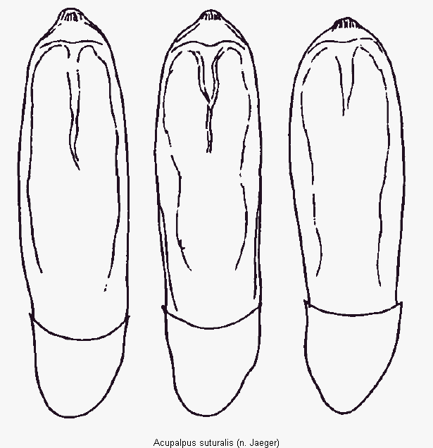 acupalpus_suturalis.gif