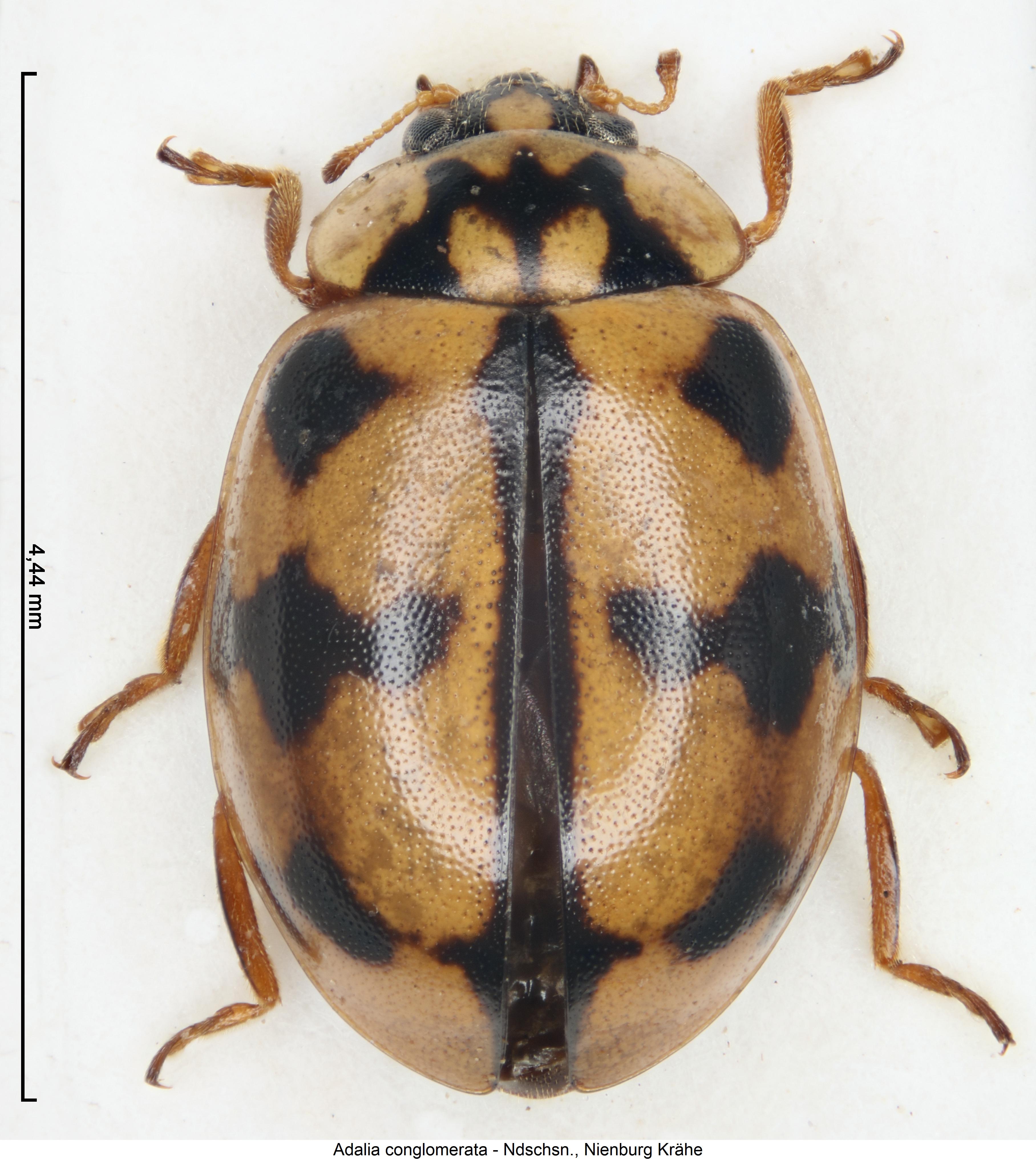 adalia_conglomerata_hab1.jpg