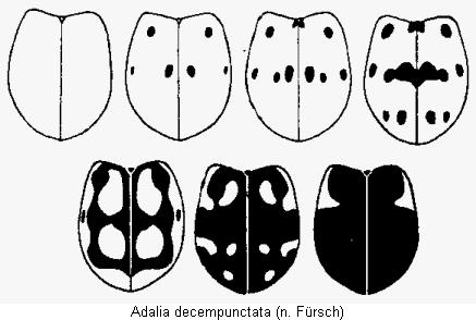 adalia_decempunctata_hab,gif.jpg