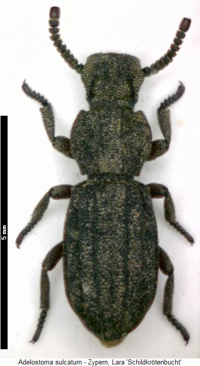 adelostoma_sulcatum_hab.jpg