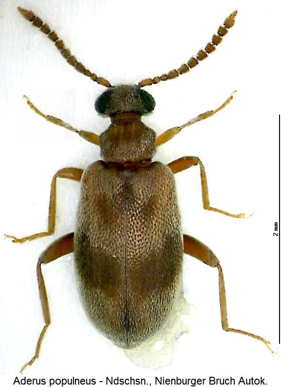 aderus_populneus_hab2.jpg