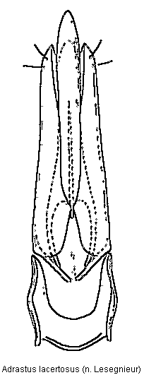 adrastus_lacertosus.gif