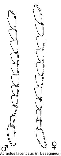 adrastus_lacertosus_f.gif