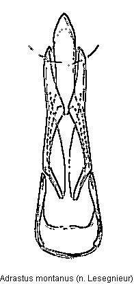 adrastus_montanus.gif