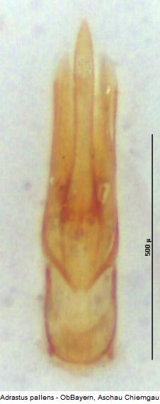 adrastus_pallens.jpg