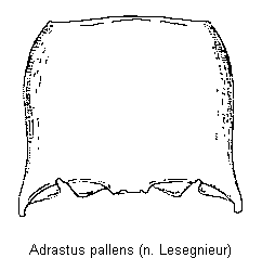 adrastus_pallens_hsch.gif