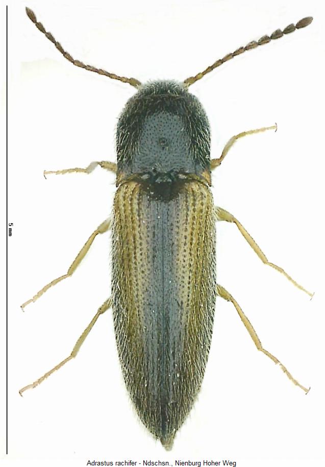 adrastus_rachifer_hab.jpg