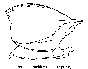 adrastus_rachifer_hsch.gif