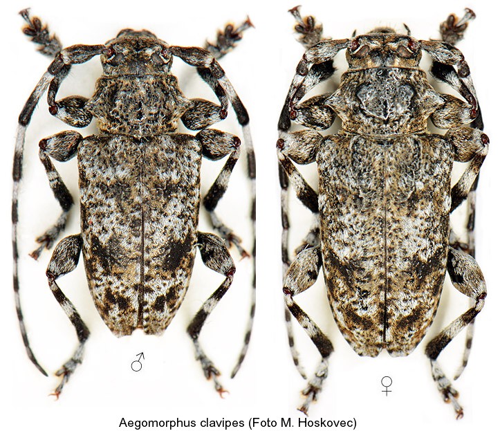 aegomorphus_clavipes.jpg