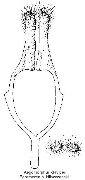 aegomorphus_clavipes_param.jpg