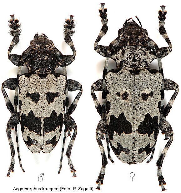 aegomorphus_krueperi.jpg
