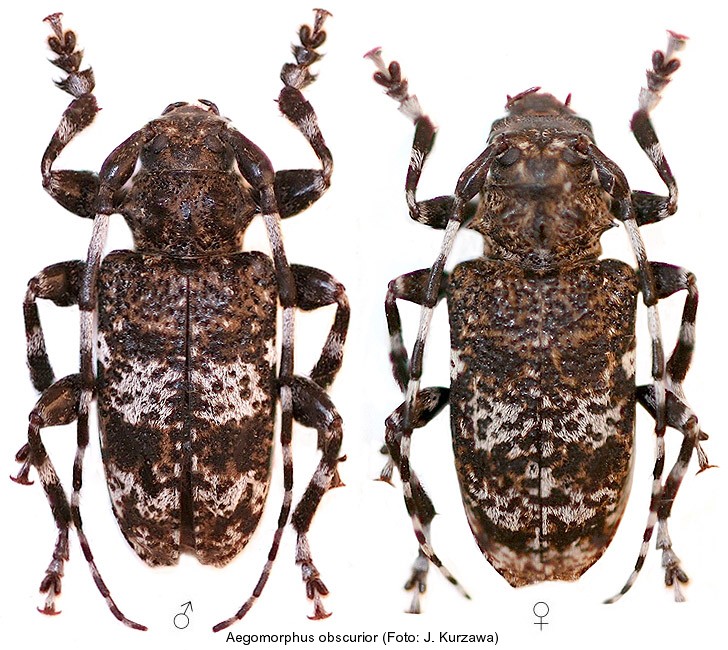 aegomorphus_obscurior.jpg