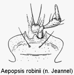 aepopsis_robinii_ment.gif