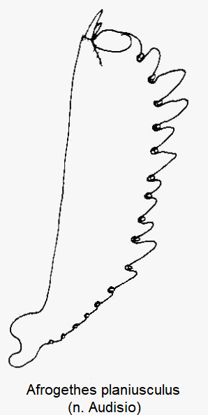 afrogethes_planiusculus_vschn.gif