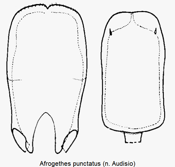 afrogethes_punctatus.gif
