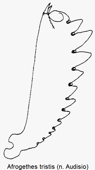 afrogethes_tristis_vschn.gif