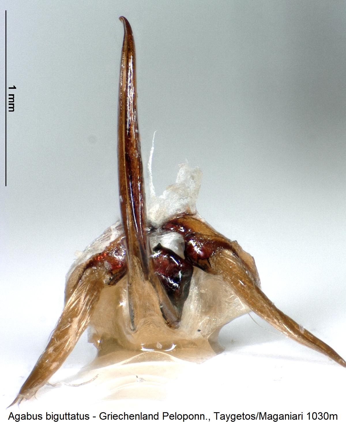 agabus_biguttatus_aufsicht.jpg