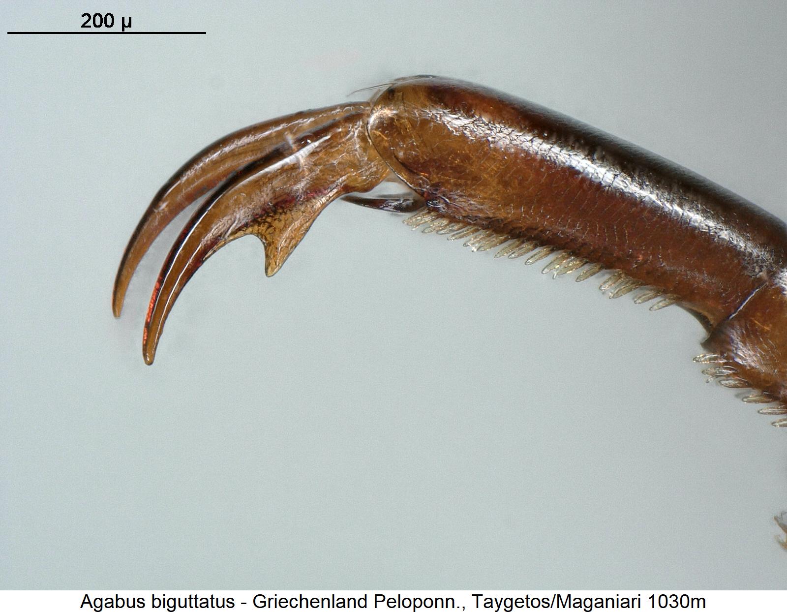 agabus_biguttatus_vtr.jpg
