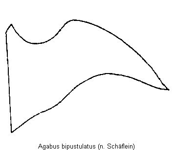 agabus_bipustulatus_hbr.gif
