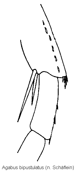 agabus_bipustulatus_hschn.gif