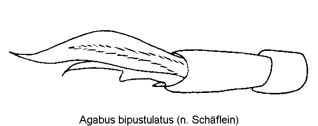 agabus_bipustulatus_vtr.gif