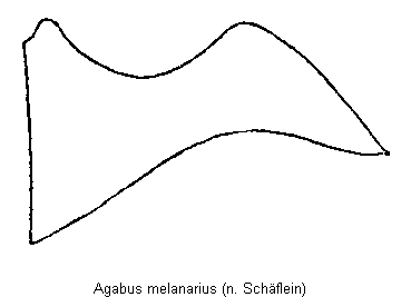 agabus_melanarius_hbr.gif
