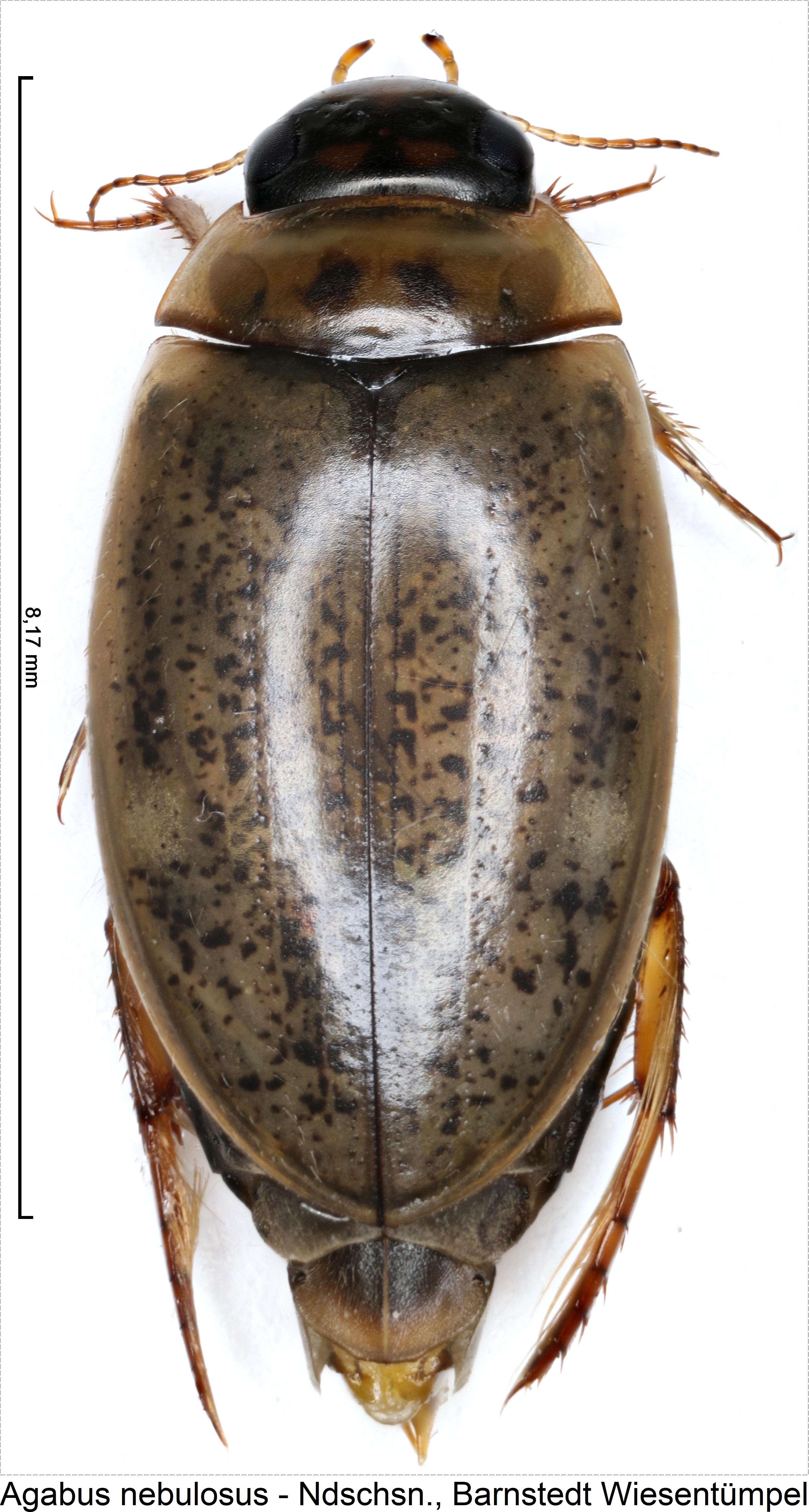 agabus_nebulosus_hab.jpg
