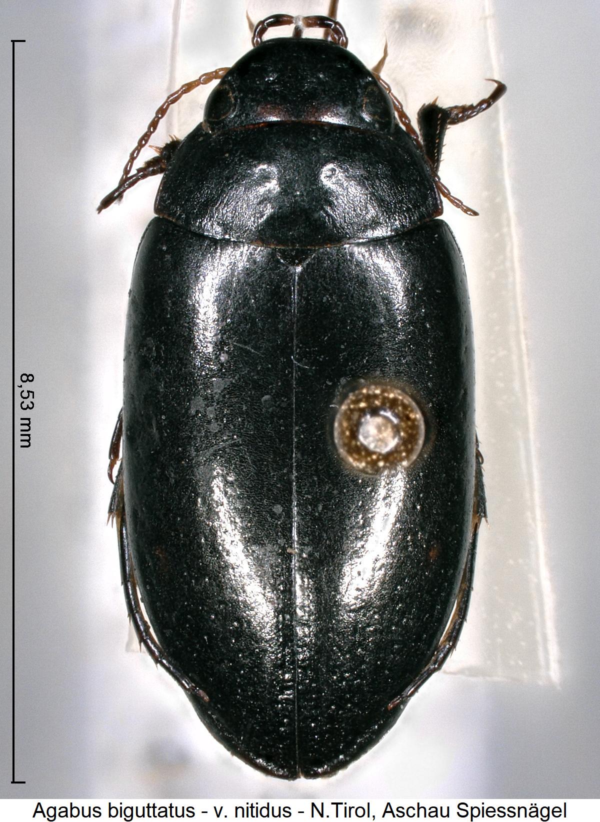 agabus_nitidus_hab.jpg