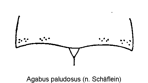 agabus_paludosus_hsch.gif