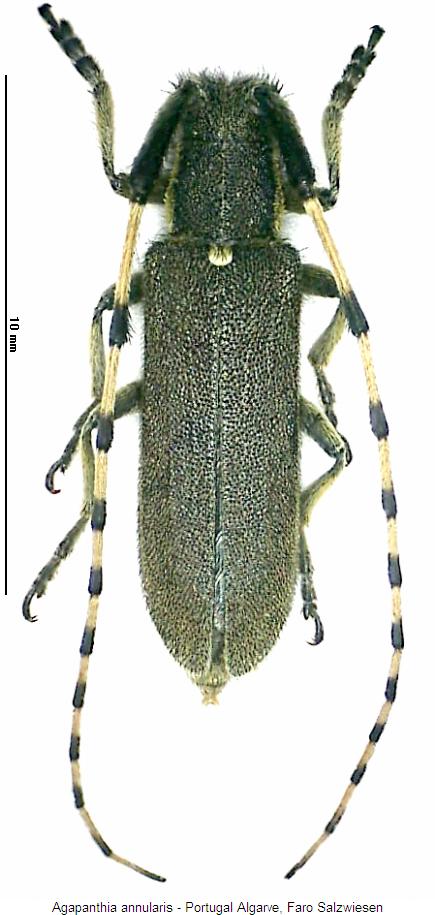agapanthia_annularis_hab.jpg