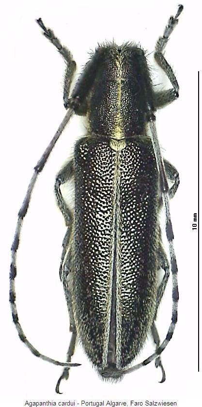 agapanthia_cardui_hab.jpg
