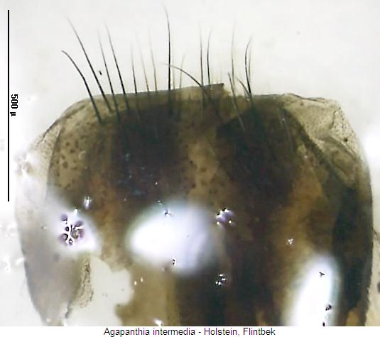 agapanthia_intermedia_ixs.jpg