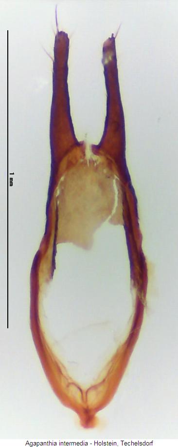 agapanthia_intermedia_tegmen2.jpg