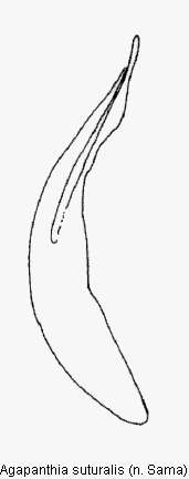 agapanthia_suturalis.gif