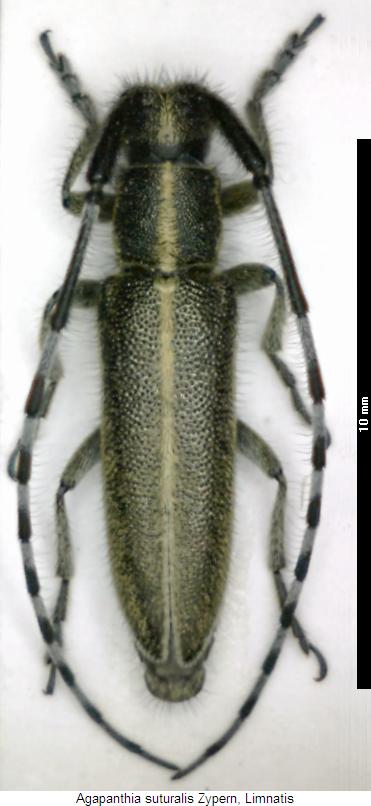 agapanthia_suturalis_hab.jpg