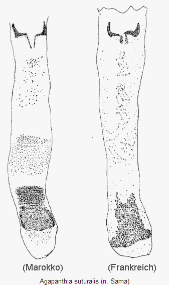 agapanthia_suturalis_ml.gif