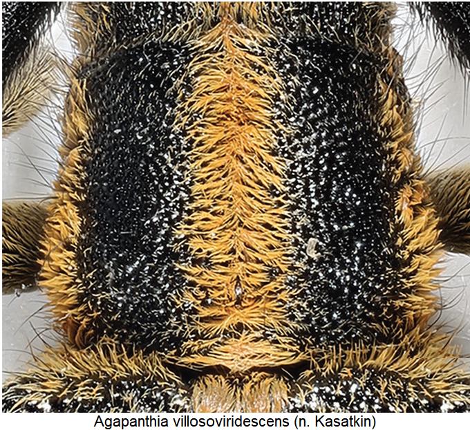 agapanthia_villosoviridescens_hsch.jpg
