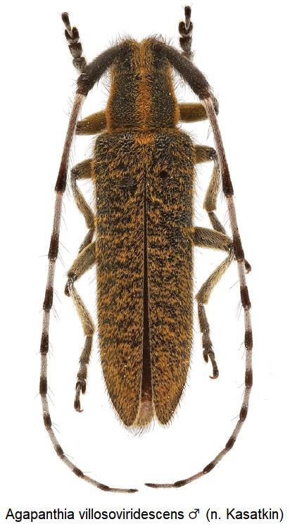 agapanthia_villosoviridescens_m_hab.jpg