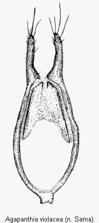 agapanthia_violacea_tegmen.gif