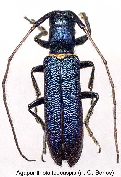 agapanthiola_leucaspis.jpg