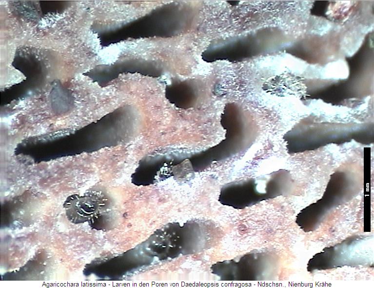 agaricochara_latissima_l.jpg