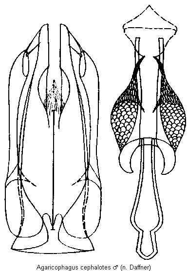 agaricophagus_cephalotes.gif