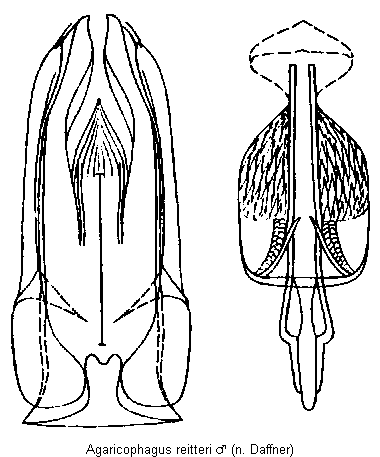 agaricophagus_reitteri.gif