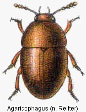 agaricophagus_rtt.gif
