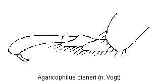 agaricophilus_dieneri_tr.gif
